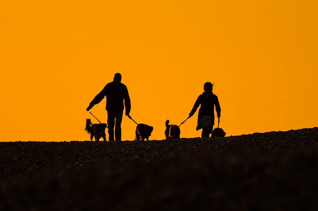 Traveling with Dogs - Outline of two people walking leashed dogs in sunset