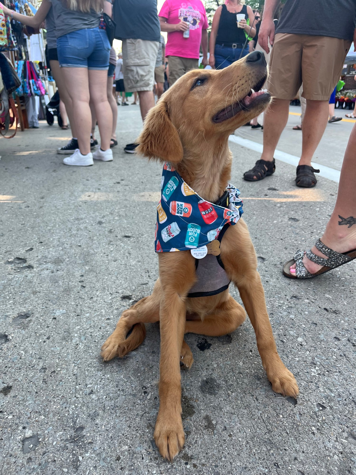Dog wearing a bandana