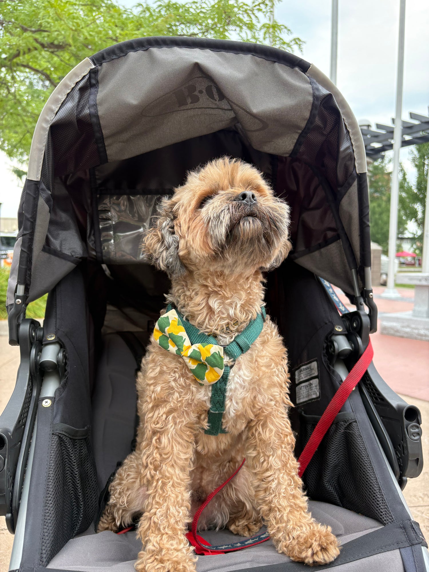 Dog wearing a bow tie
